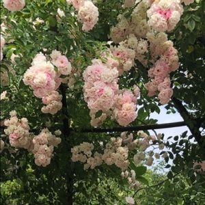 Meet your Posher, Kylie